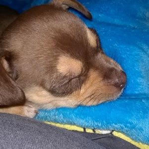 Meet your Posher, Denise